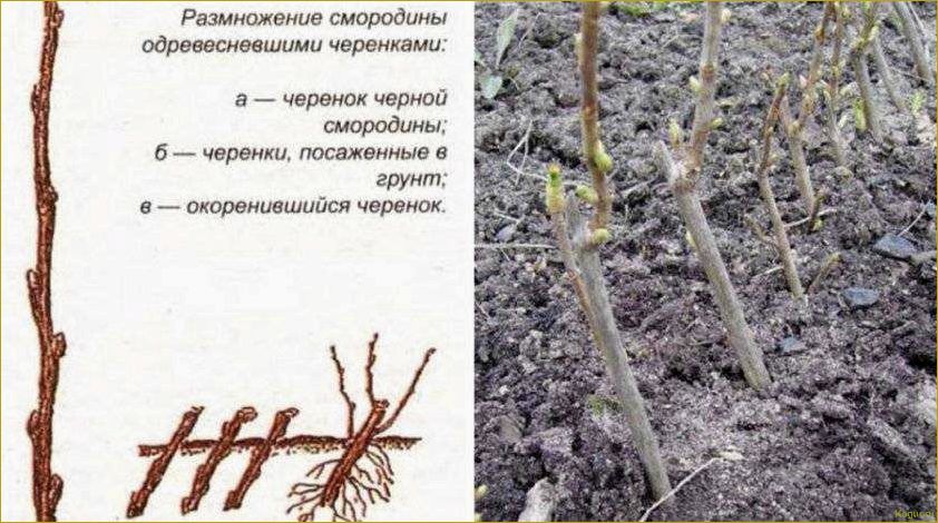 Размножение черной смородины черенками: цель и оптимальный период