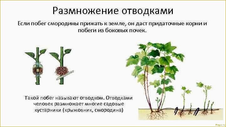 Размножение черной смородины черенками: цель и оптимальный период