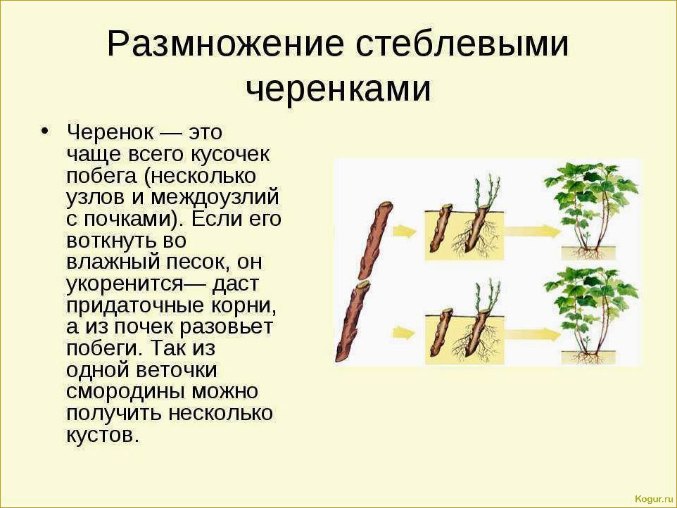 Размножение черной смородины черенками: цель и оптимальный период