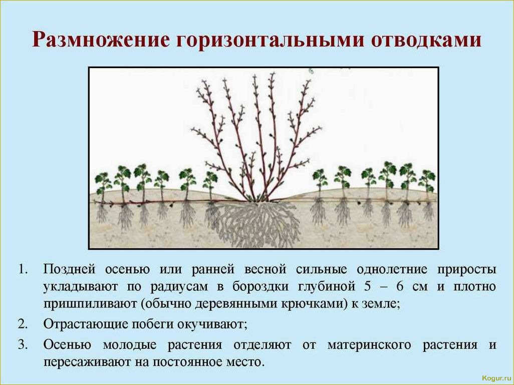 Размножение черной смородины черенками: цель и оптимальный период