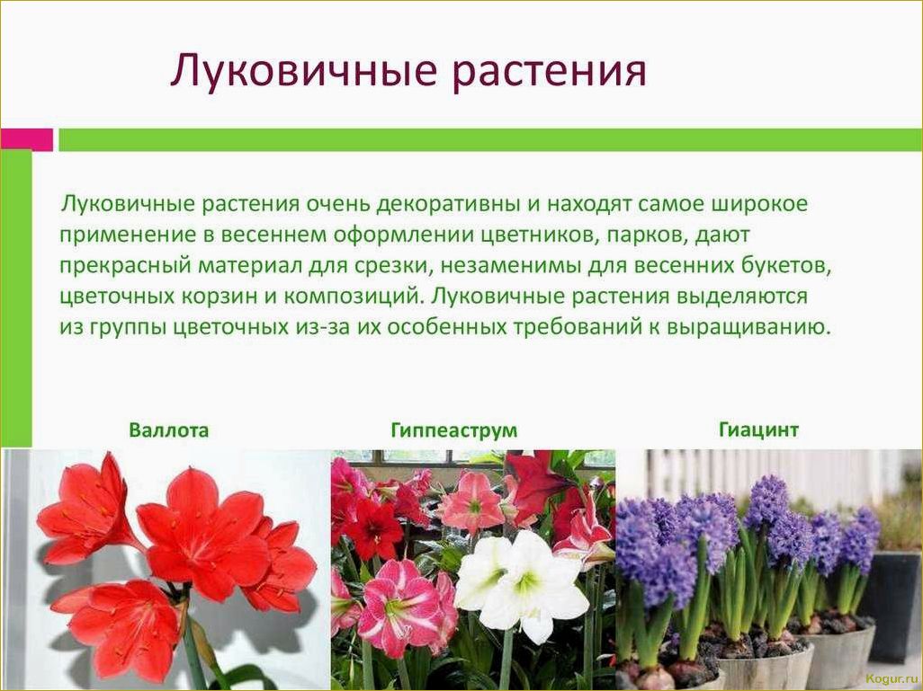 (фото, видов, гиппеаструма, особенности, ухода) Фото разных видов гиппеаструма и особенности ухода за ними