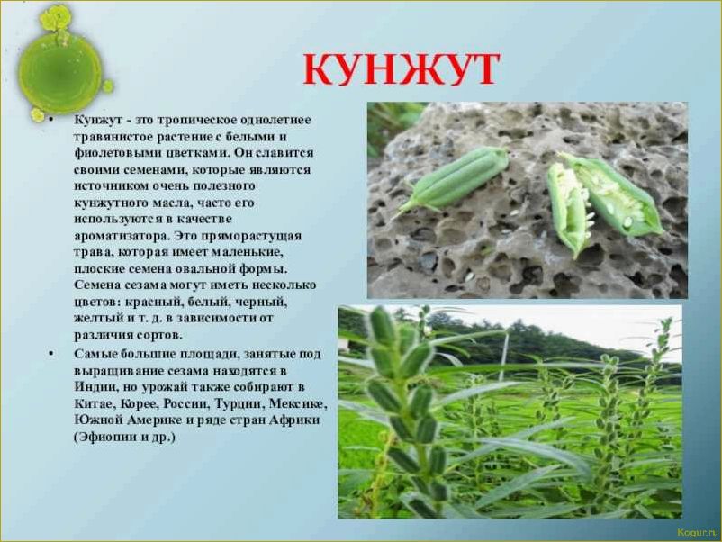 (растет, кунжут) Где и как растет кунжут