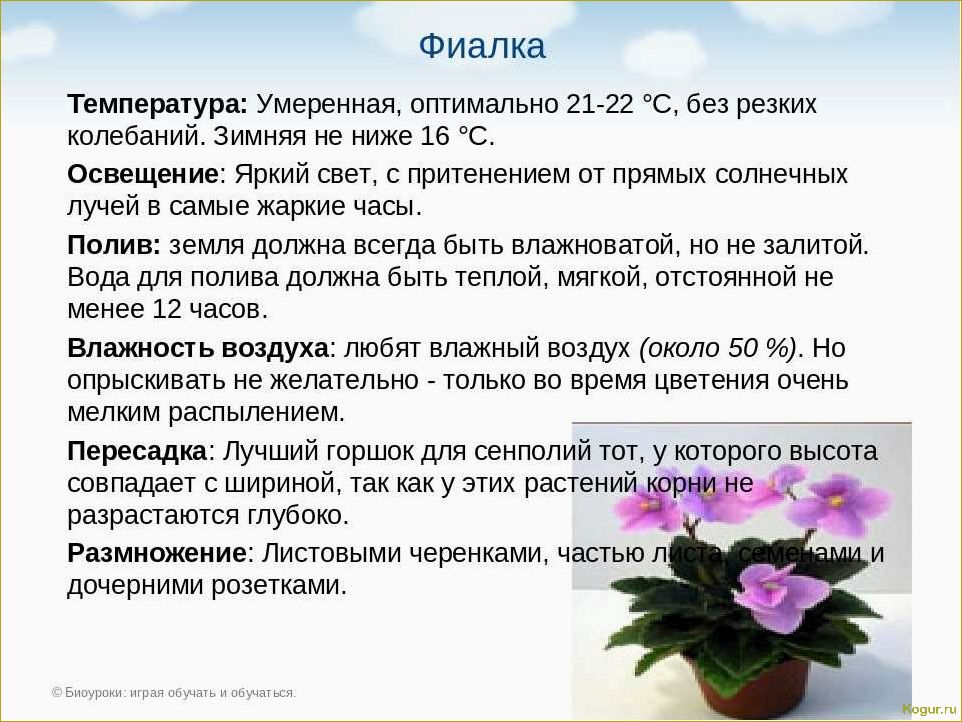 Как распознать и вылечить болезни фиалок: полезные советы и методы лечения