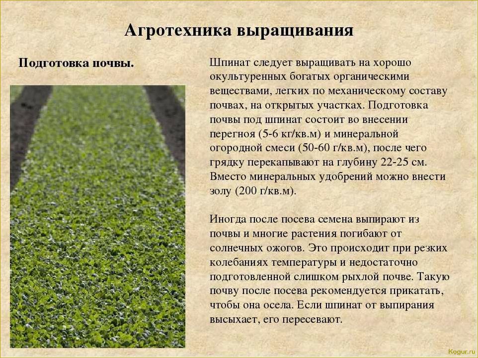 (выращивание, уход, шпинатом, открытом, грунте) Выращивание и уход за шпинатом в открытом грунте: особенности и советы