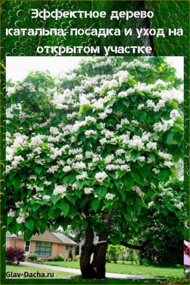 (эффектное, дерево, катальпа, посадка, уход) Эффектное дерево катальпа: посадка и уход на открытом участке