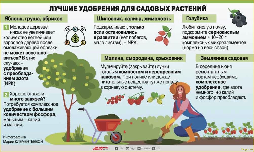 Как вырастить иван-чай — подробная инструкция для садоводов