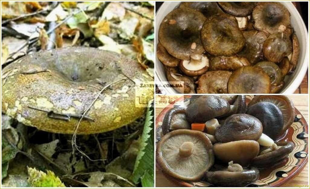 Как выглядят черные грузди и какой у них вкус