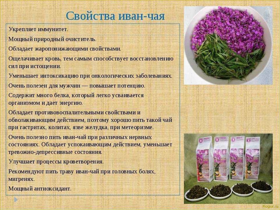 Как вырастить иван-чай — подробная инструкция для садоводов