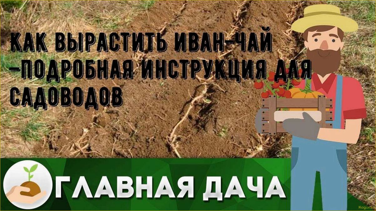 Как вырастить иван-чай — подробная инструкция для садоводов