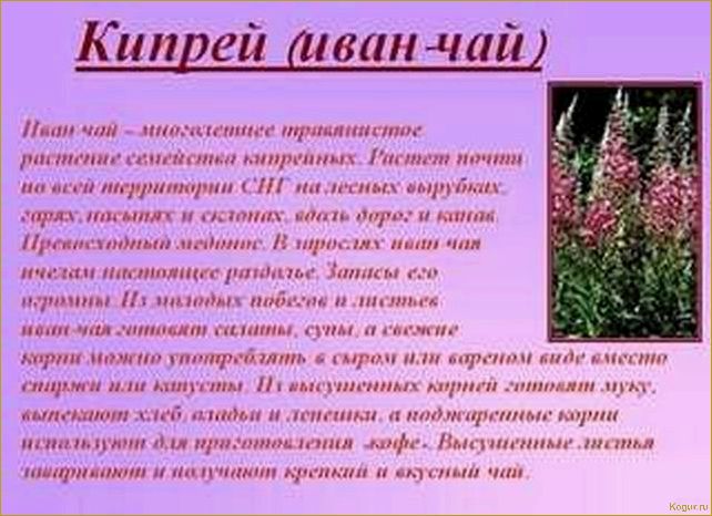 Как вырастить иван-чай — подробная инструкция для садоводов