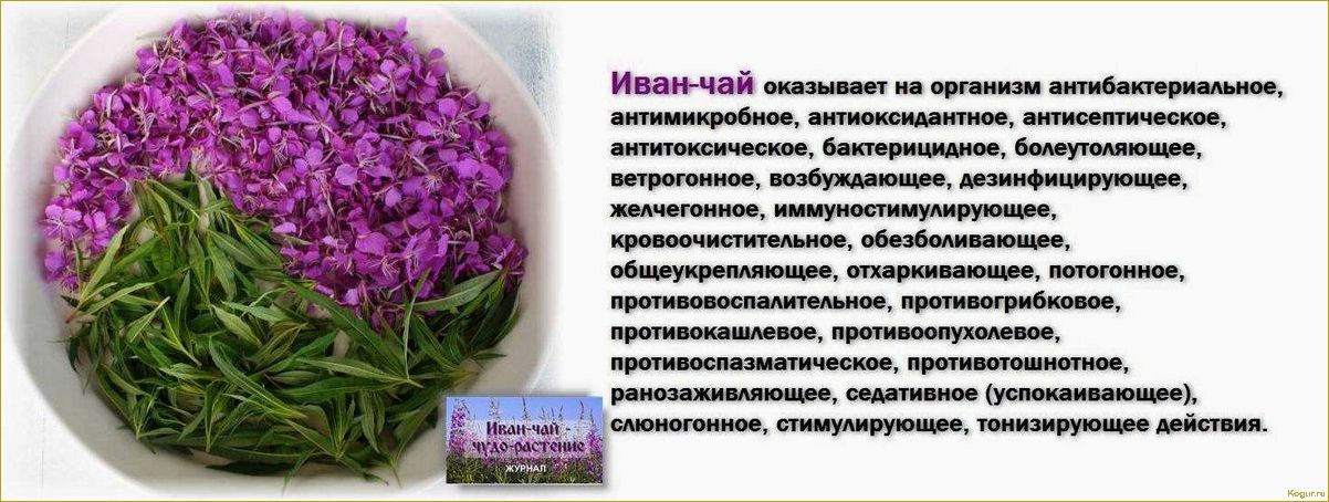Как вырастить иван-чай — подробная инструкция для садоводов
