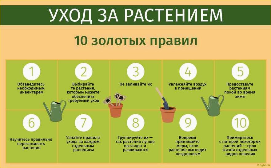 Как вырастить иван-чай — подробная инструкция для садоводов