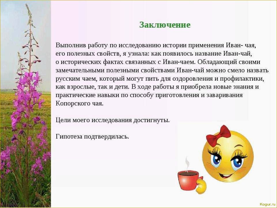 Как вырастить иван-чай — подробная инструкция для садоводов