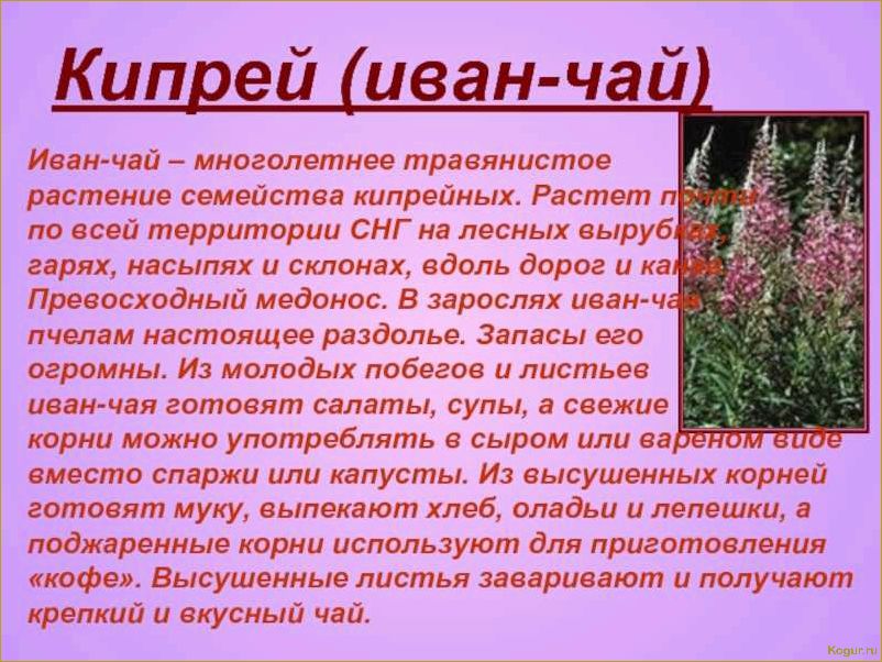 Как вырастить иван-чай — подробная инструкция для садоводов