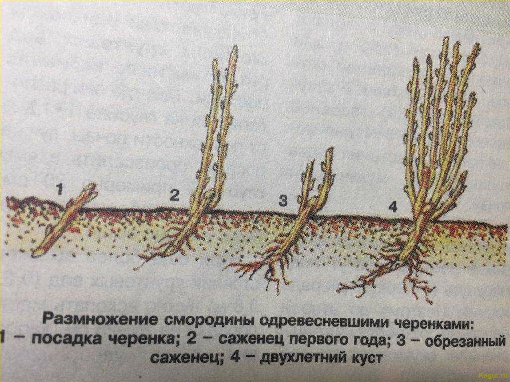 (размножение, кизильника, основных, способа) Размножение кизильника: 4 основных способа