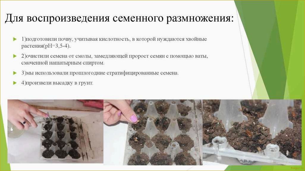 (размножение, кизильника, основных, способа) Размножение кизильника: 4 основных способа