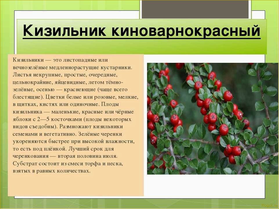(размножение, кизильника, основных, способа) Размножение кизильника: 4 основных способа