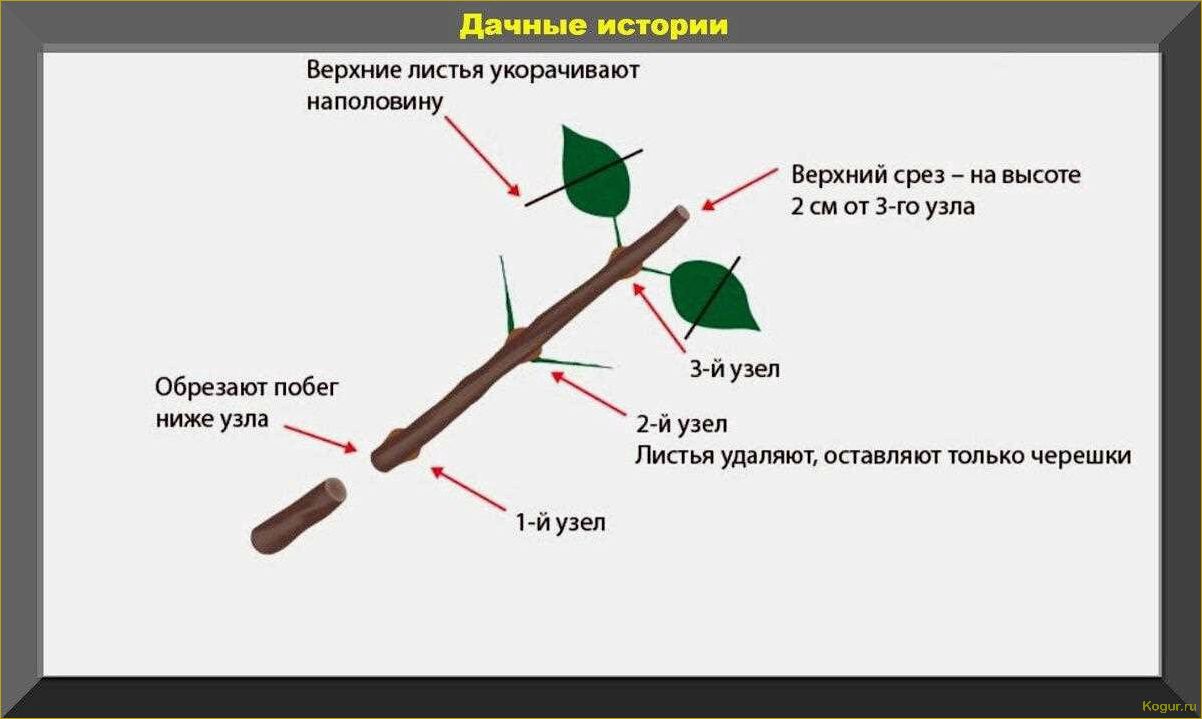 (размножение, кизильника, основных, способа) Размножение кизильника: 4 основных способа