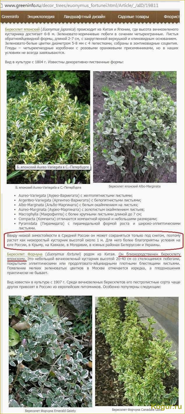 Рекомендации по посадке и уходу за вечнозеленым кустарником бересклет Форчуна