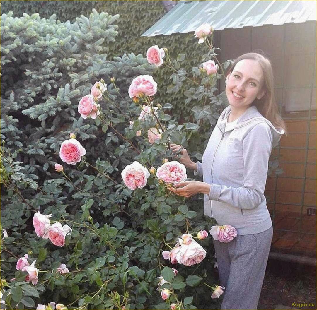 Секреты выращивания парковой розы Абрахам Дерби