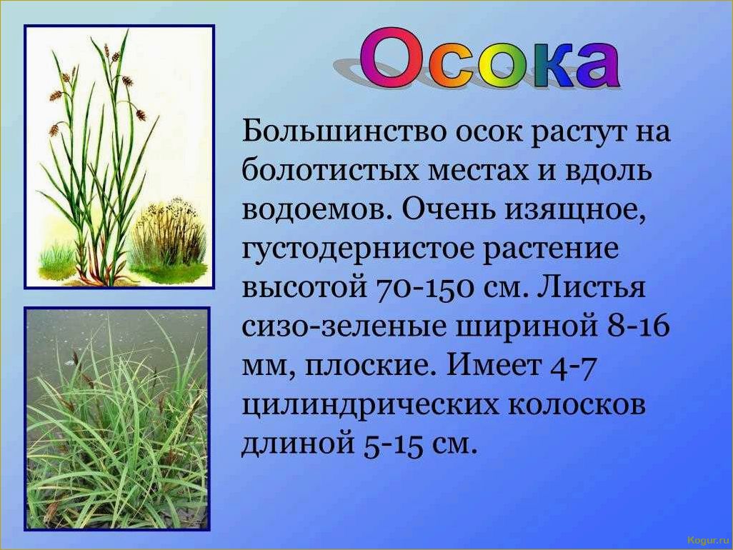 (исследование, ценных, свойств, уникальных, особенностей) Исследование ценных свойств и уникальных особенностей растения рогоза