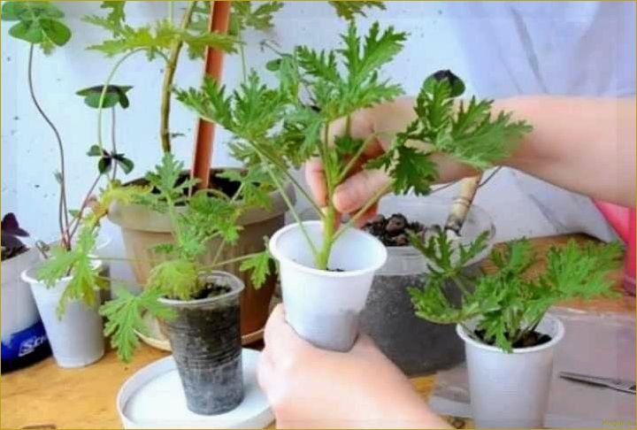 Практические советы по размножению и уходу за ампельной пеларгонией