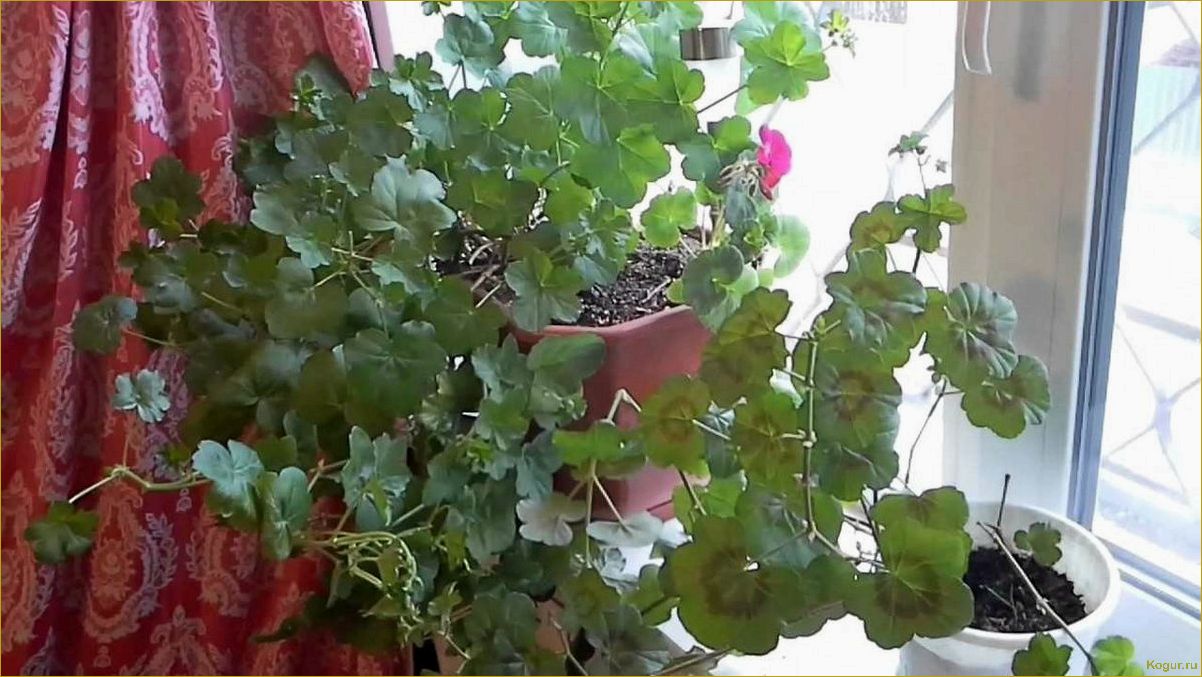 Практические советы по размножению и уходу за ампельной пеларгонией