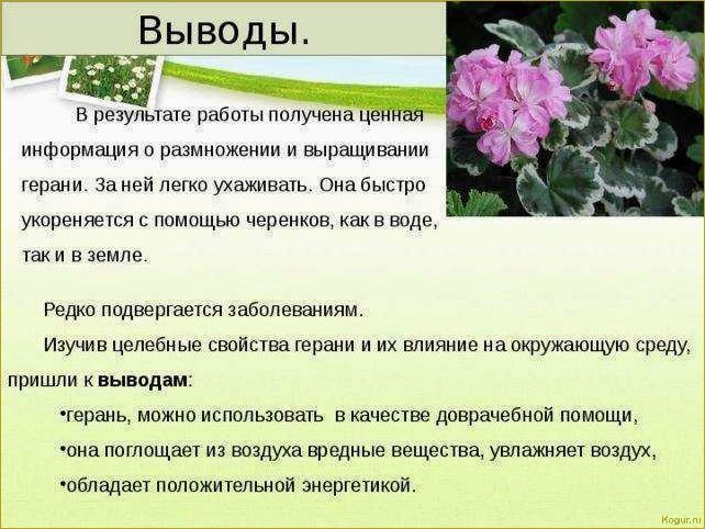 Практические советы по размножению и уходу за ампельной пеларгонией