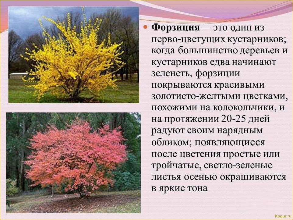 Преобразуй свой сад с помощью кустарника барбарис: удивительная красота и многофункциональность