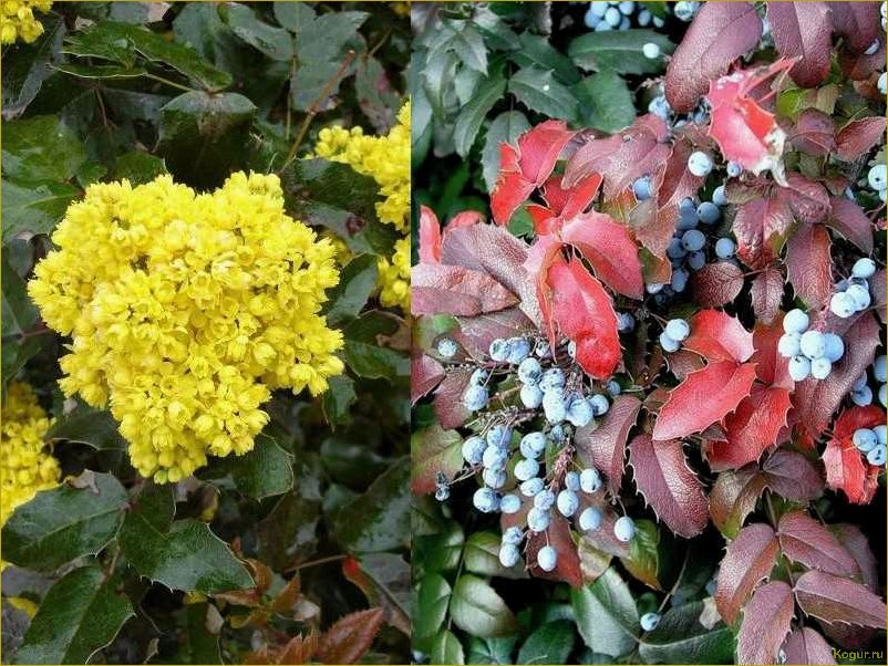 (магония, падуболистная, прекрасное, растение, украшения) Магония падуболистная: прекрасное растение для украшения вашего сада