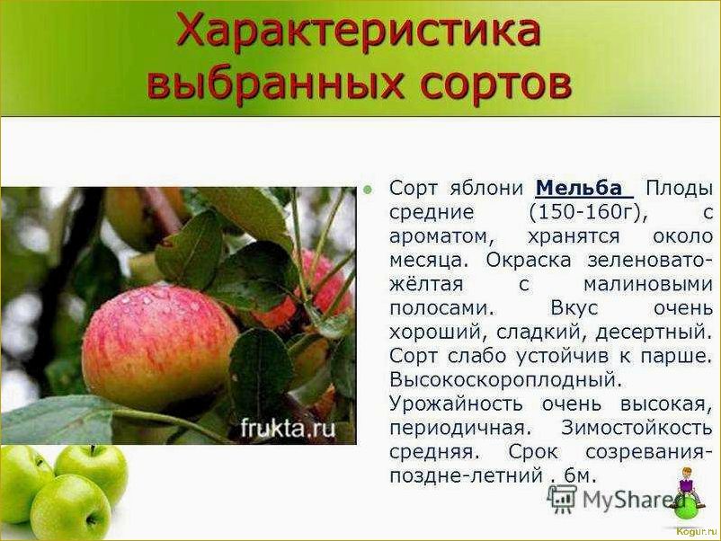 Почему яблоня Малиновка так популярна и как достичь обильного урожая
