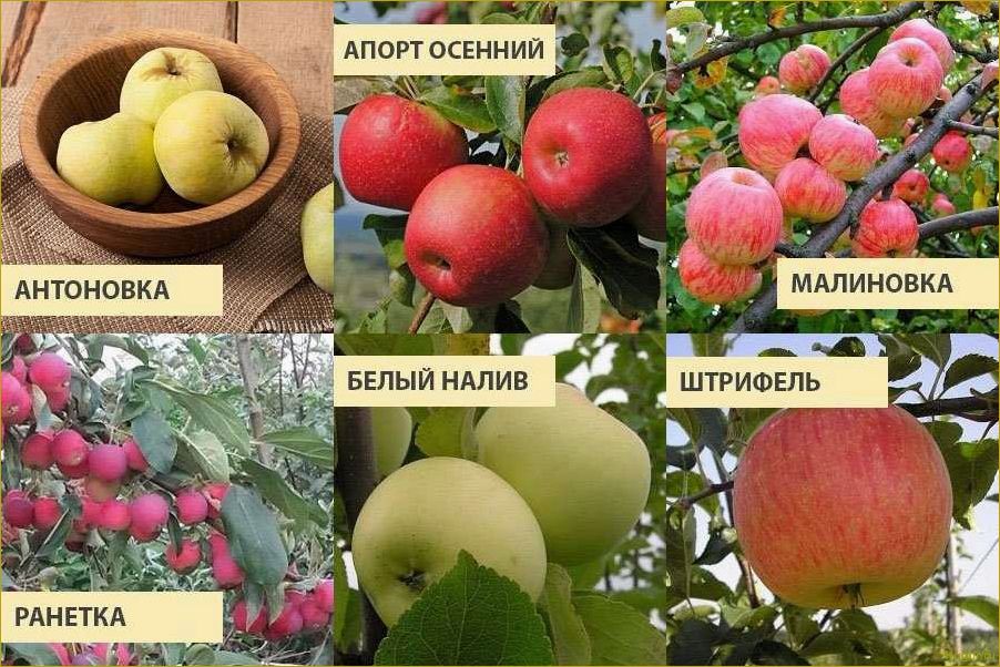 Почему яблоня Малиновка так популярна и как достичь обильного урожая