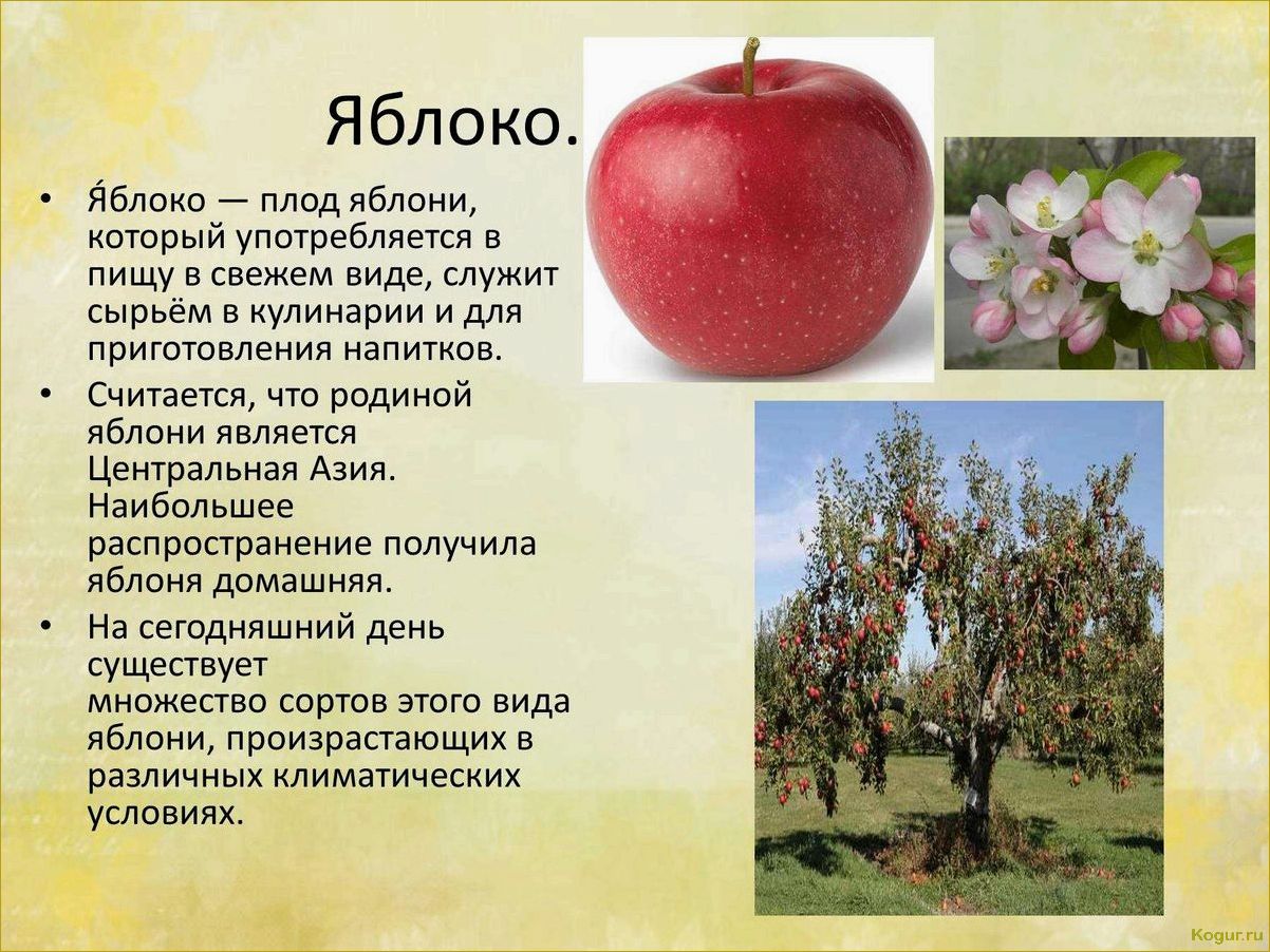 Почему яблоня Малиновка так популярна и как достичь обильного урожая