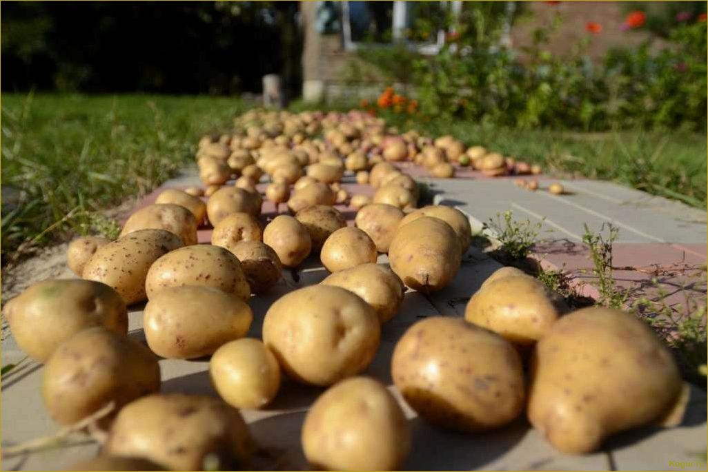 Как достичь богатого урожая картофеля сорта Невский: секреты успеха