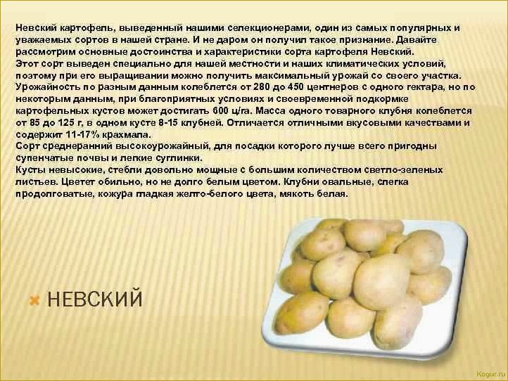 Как достичь богатого урожая картофеля сорта Невский: секреты успеха