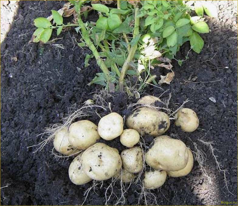 Как достичь богатого урожая картофеля сорта Невский: секреты успеха