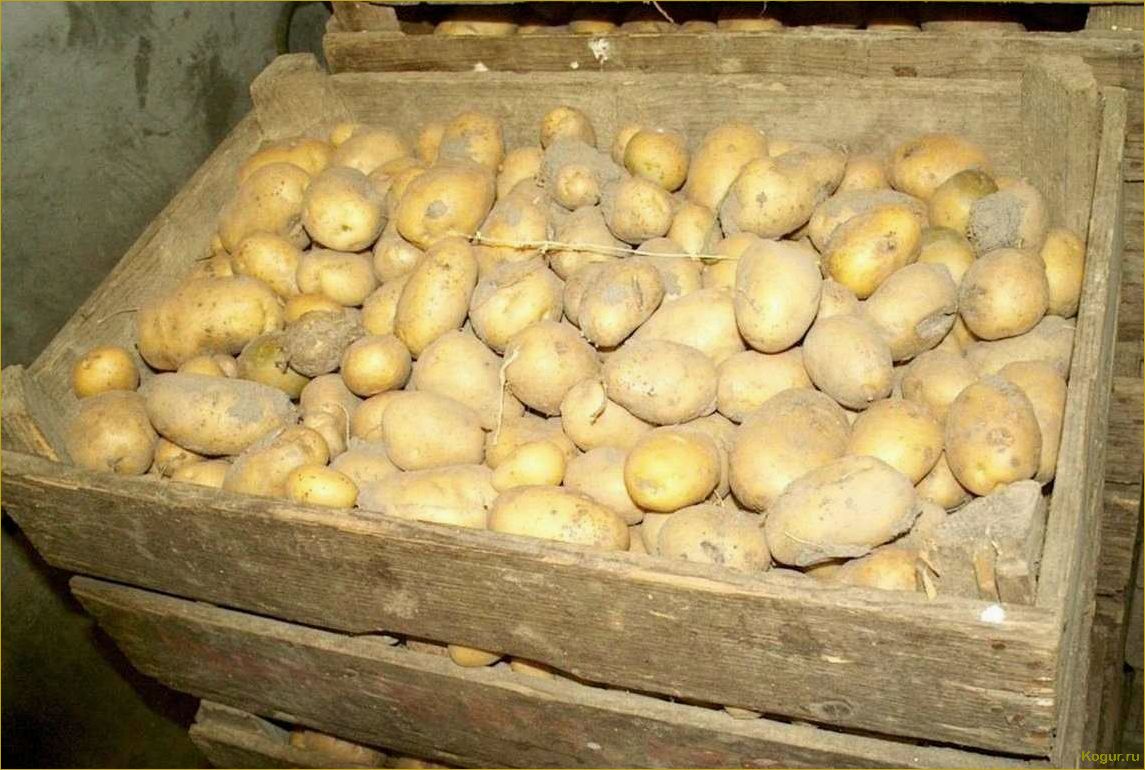 Как достичь богатого урожая картофеля сорта Невский: секреты успеха