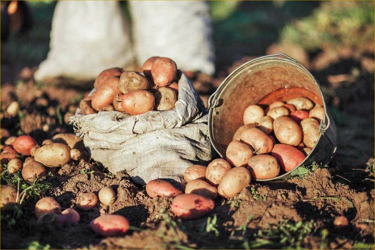 Как достичь богатого урожая картофеля сорта Невский: секреты успеха
