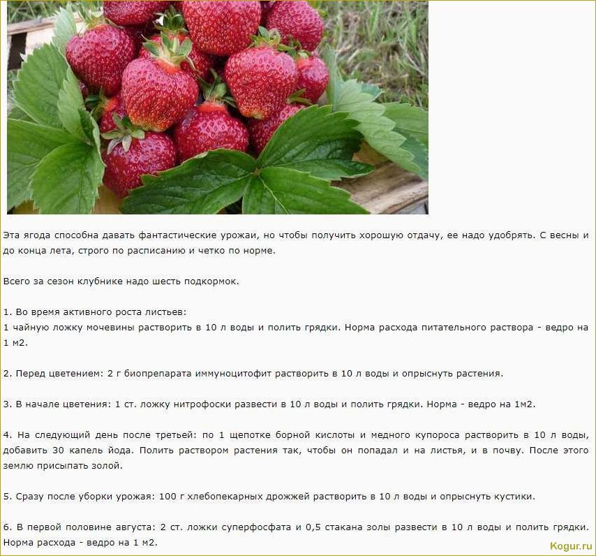 (нюансы, посадки, ухода, земляникой, элиане) Нюансы посадки и ухода за земляникой Элиане