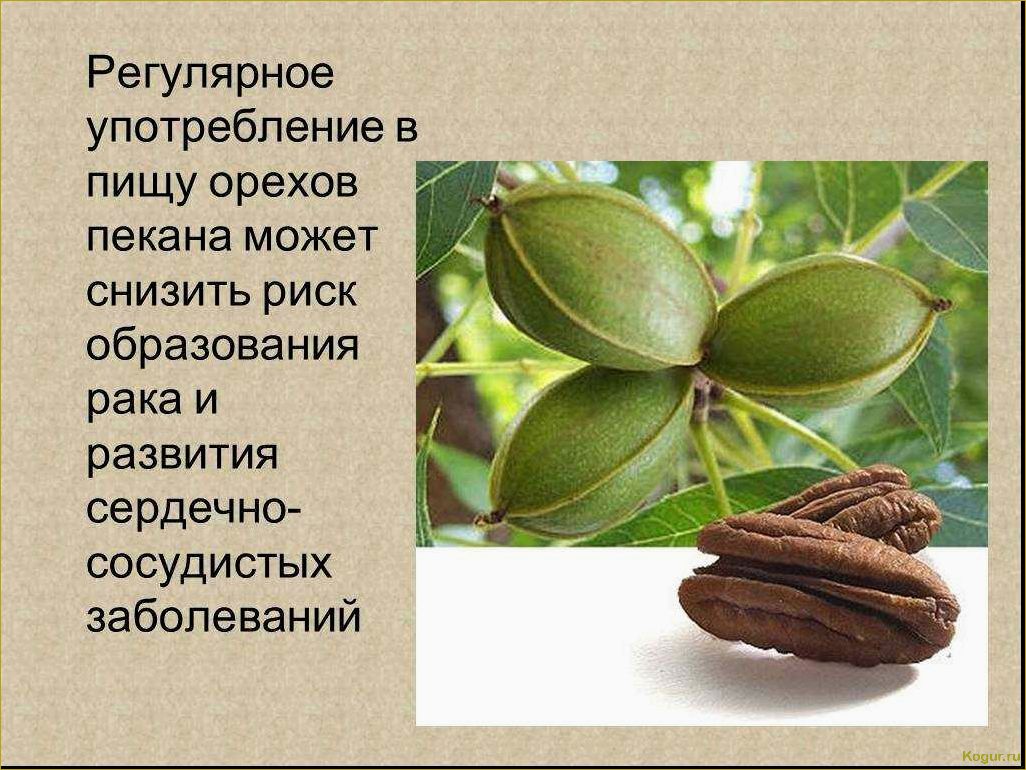 (орех, пекан, полезные, свойства, правила) Орех пекан: полезные свойства и правила употребления