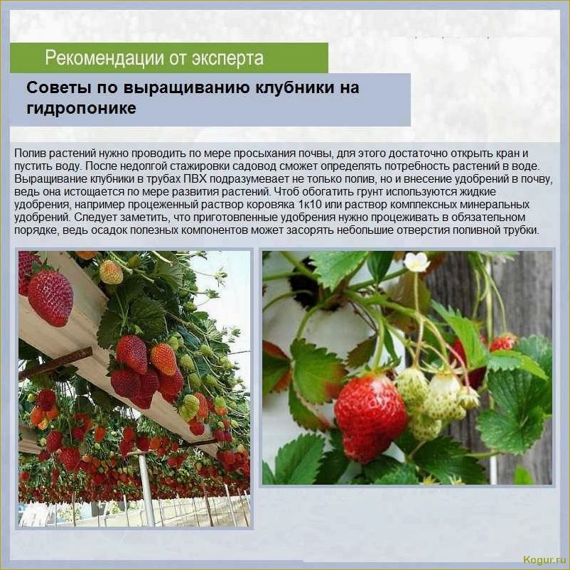 (нюансы, посадки, ухода, земляникой, элиане) Нюансы посадки и ухода за земляникой Элиане