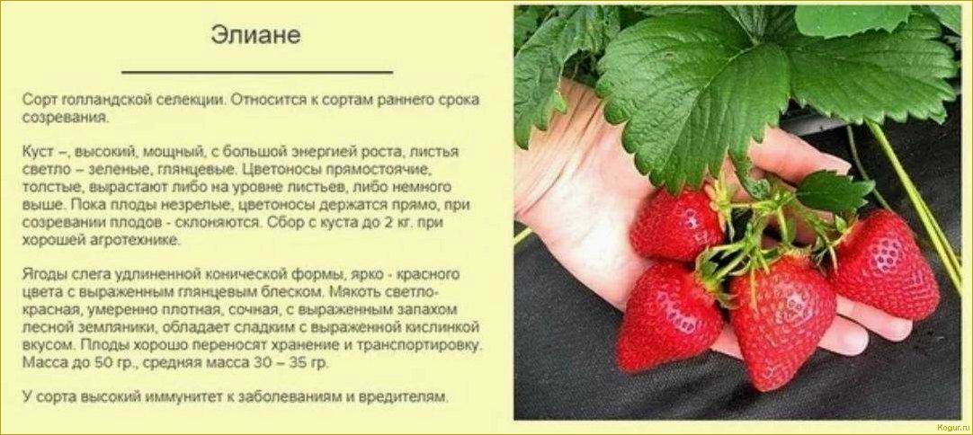 (нюансы, посадки, ухода, земляникой, элиане) Нюансы посадки и ухода за земляникой Элиане