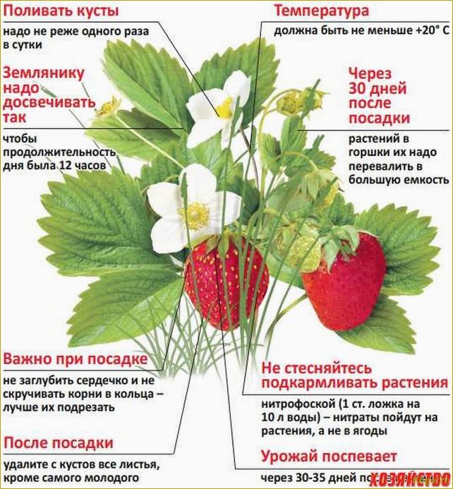 (нюансы, посадки, ухода, земляникой, элиане) Нюансы посадки и ухода за земляникой Элиане