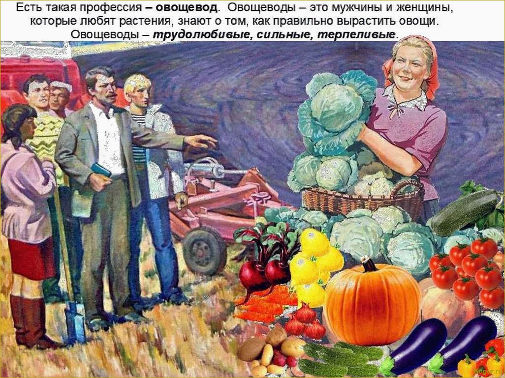(виды, капусты, большой, выбор, огородников) Виды капусты — большой выбор для огородников и даже цветоводов