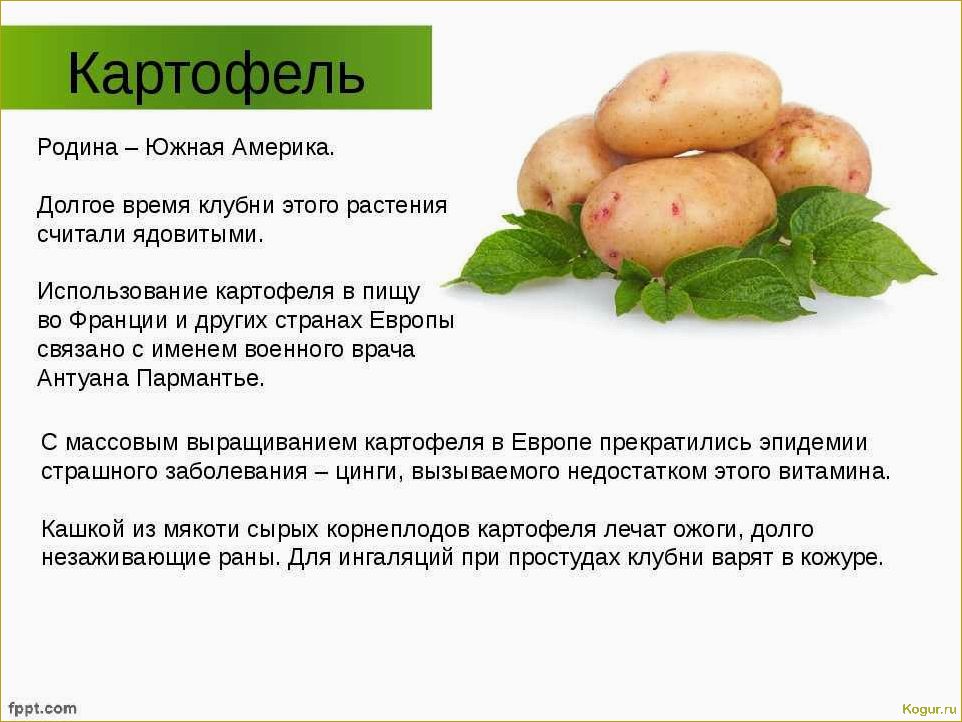 Виды картофеля: известные, полезные и  не очень