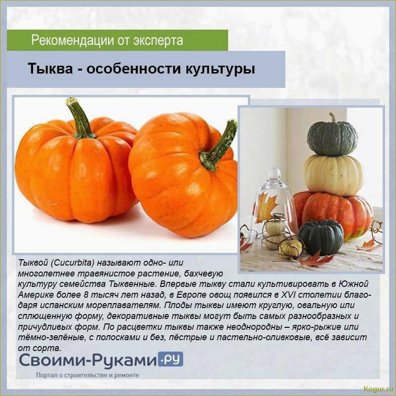 (разнообразие, тыкв, разбиение, виды, сорта) Разнообразие тыкв: разбиение на виды и сорта, подробное описание и иллюстрации