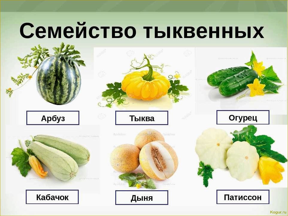 (разнообразие, тыкв, разбиение, виды, сорта) Разнообразие тыкв: разбиение на виды и сорта, подробное описание и иллюстрации