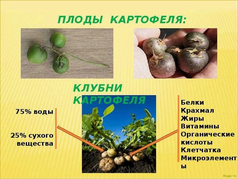 Виды картофеля: известные, полезные и  не очень