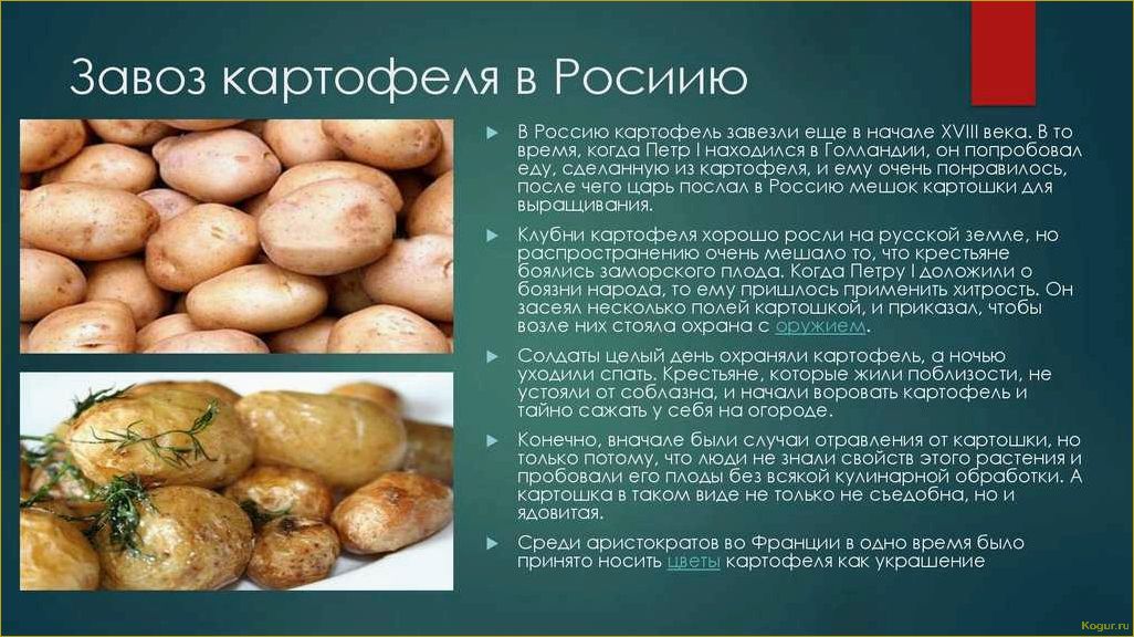 Виды картофеля: известные, полезные и  не очень