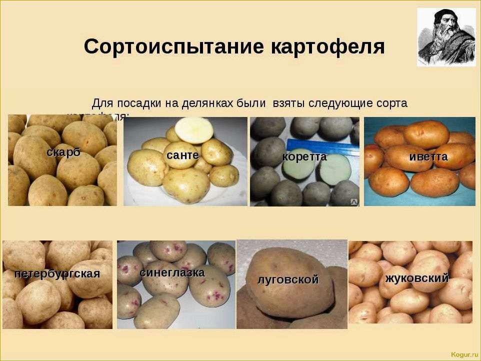 Виды картофеля: известные, полезные и  не очень
